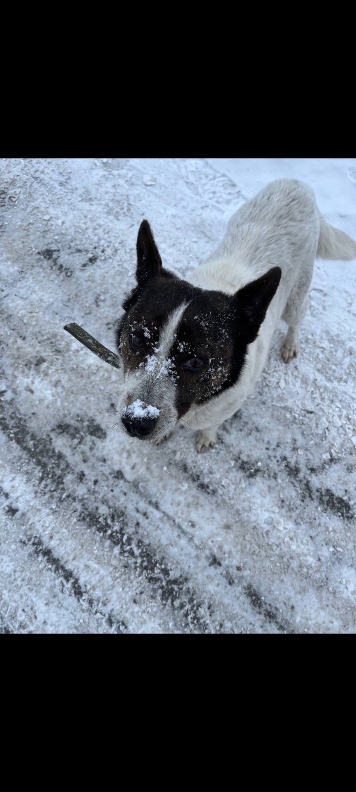 Пропала собака в Кургане — фото объявления