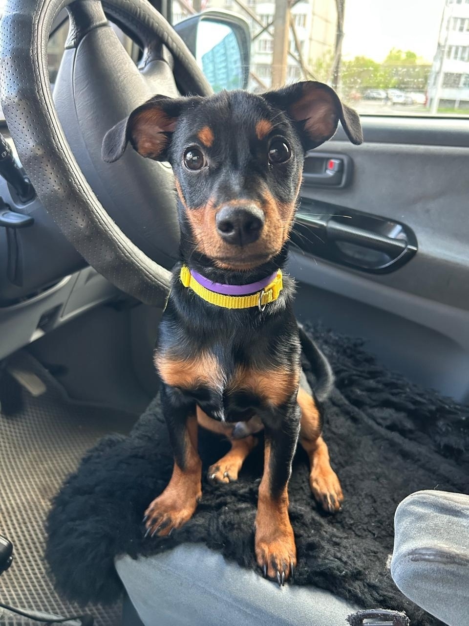 Пропала собака в Кургане — фото объявления