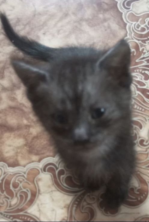 Найдена кошка в Кургане — фото объявления