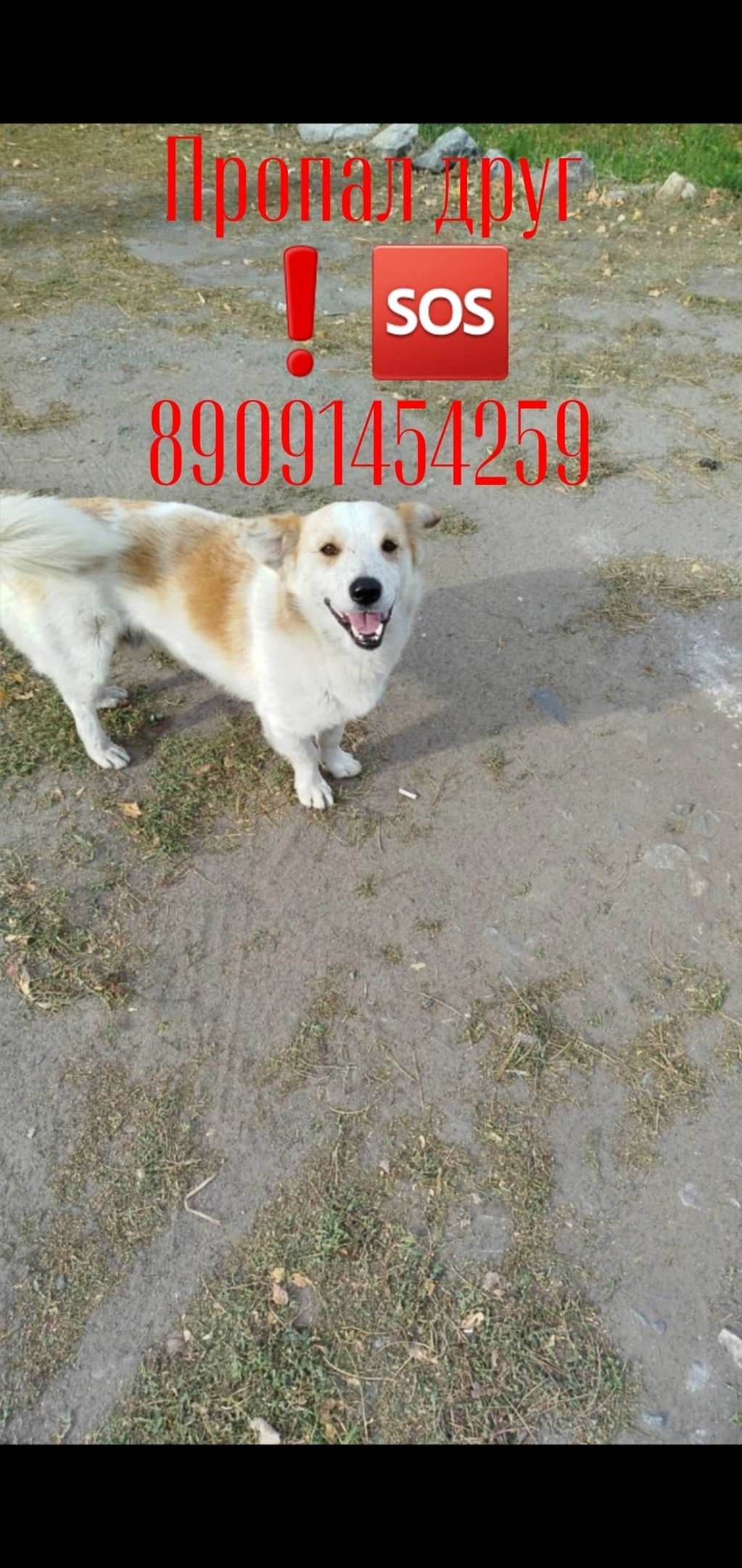 Найдена собака в Кургане — фото объявления