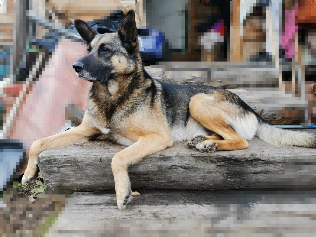 Пропала собака в Кургане — фото объявления