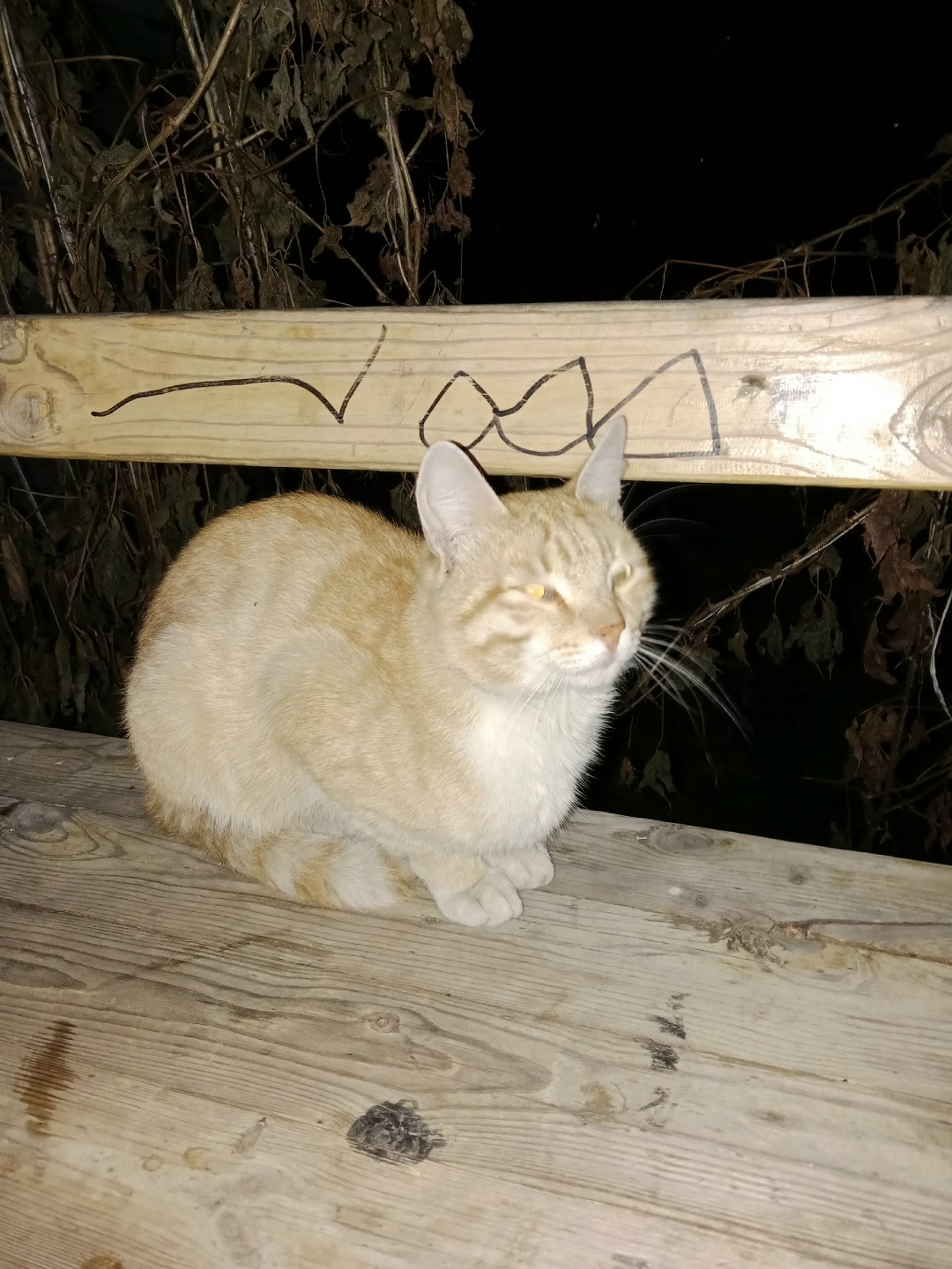 Найдена кошка в Кургане — фото объявления