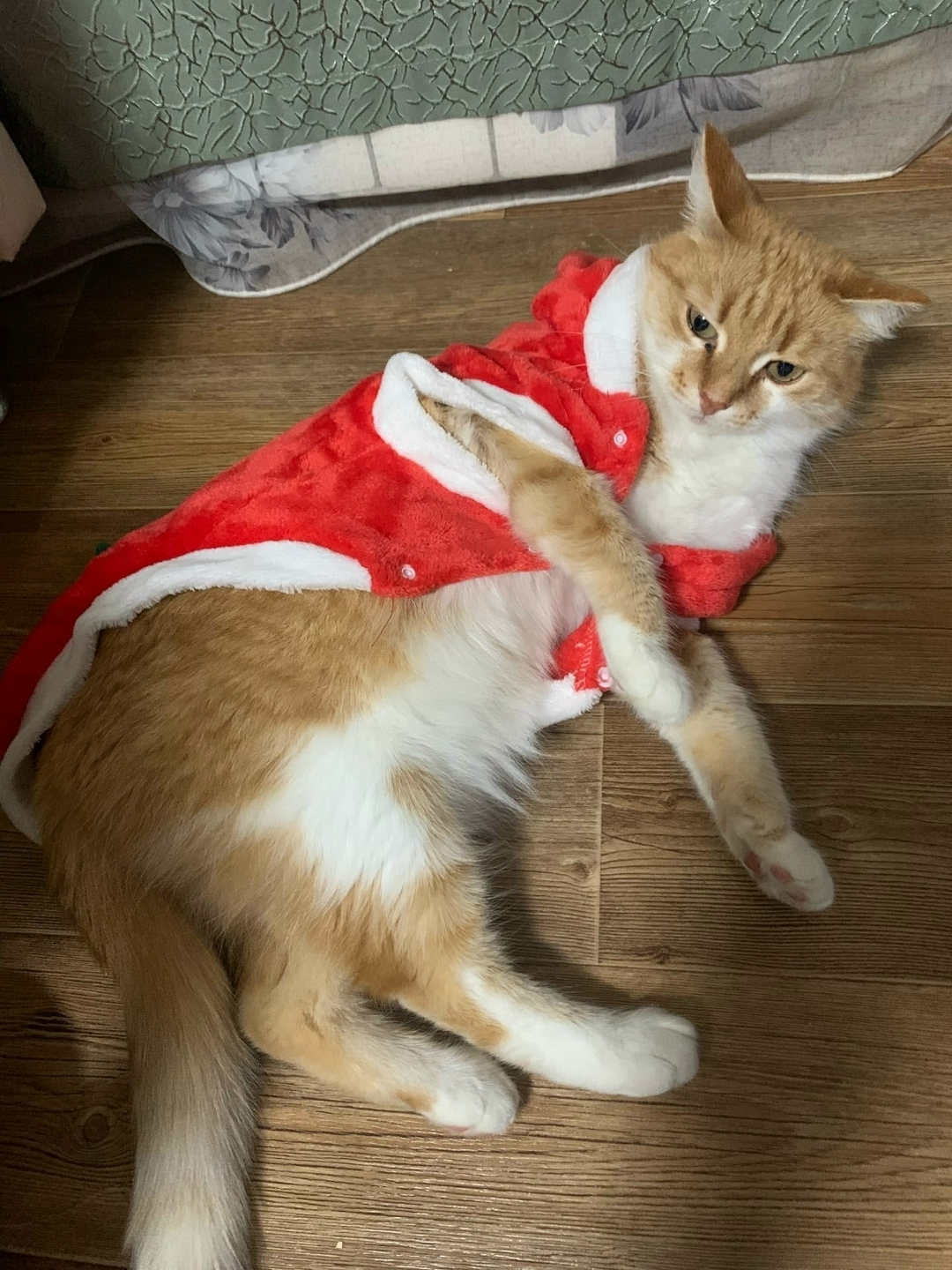 Пропала кошка в Кургане — фото объявления