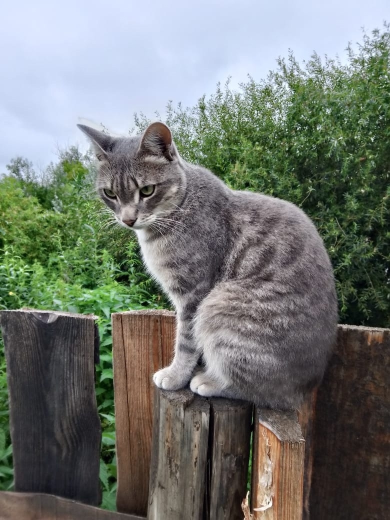 Пропала кошка в Кургане — фото объявления