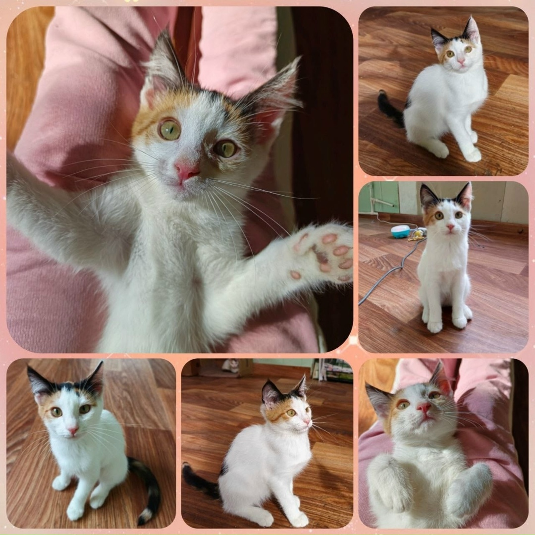 Найдена кошка в Кургане — фото объявления