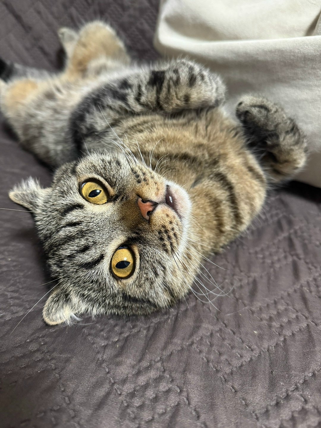 Пропала кошка в Кургане — фото объявления