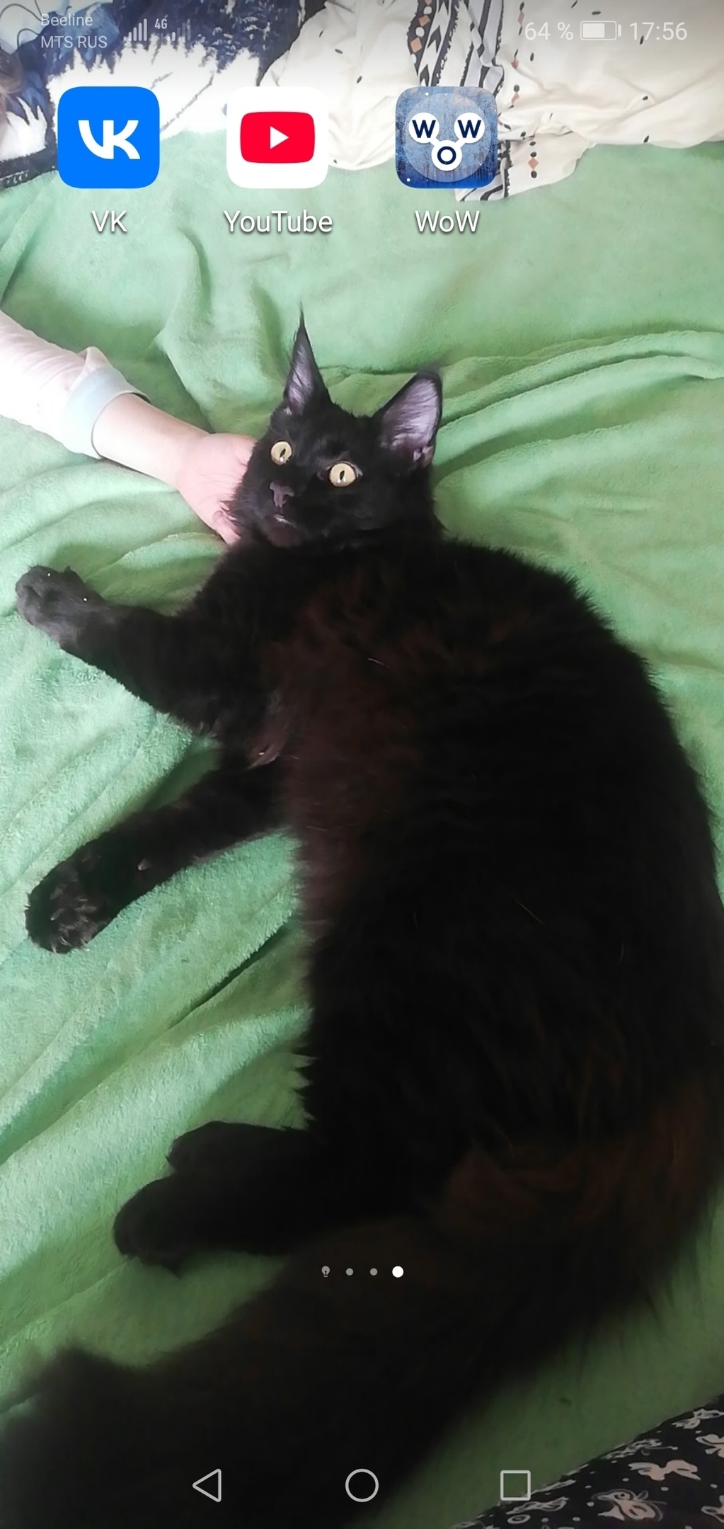 Пропала кошка в Кургане — фото объявления