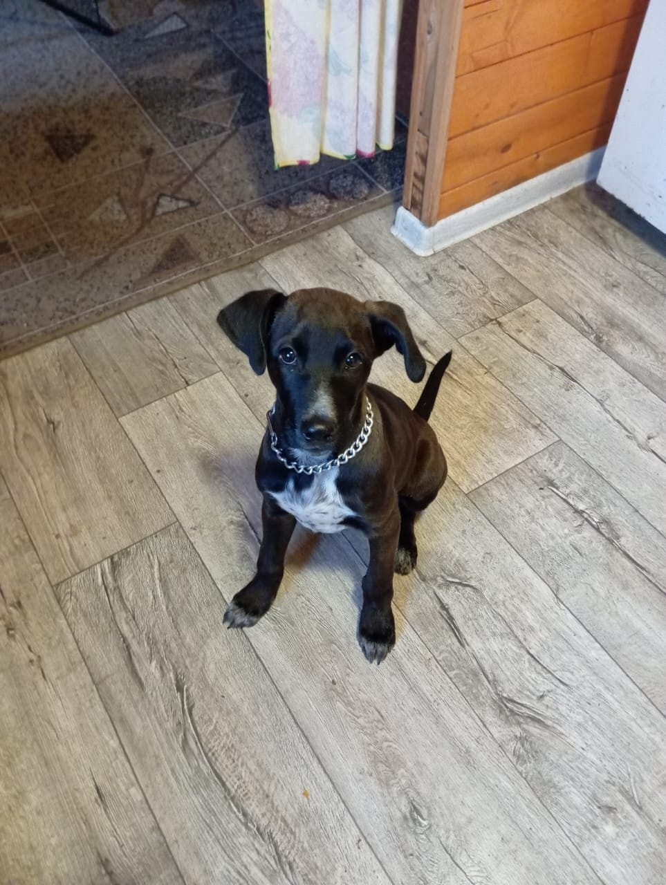 Найдена собака в Кургане — фото объявления