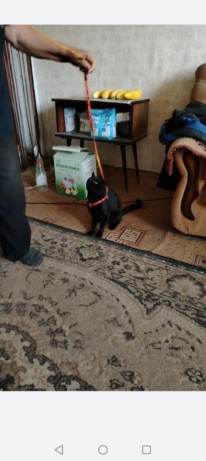 Пропала кошка в Кургане — фото объявления