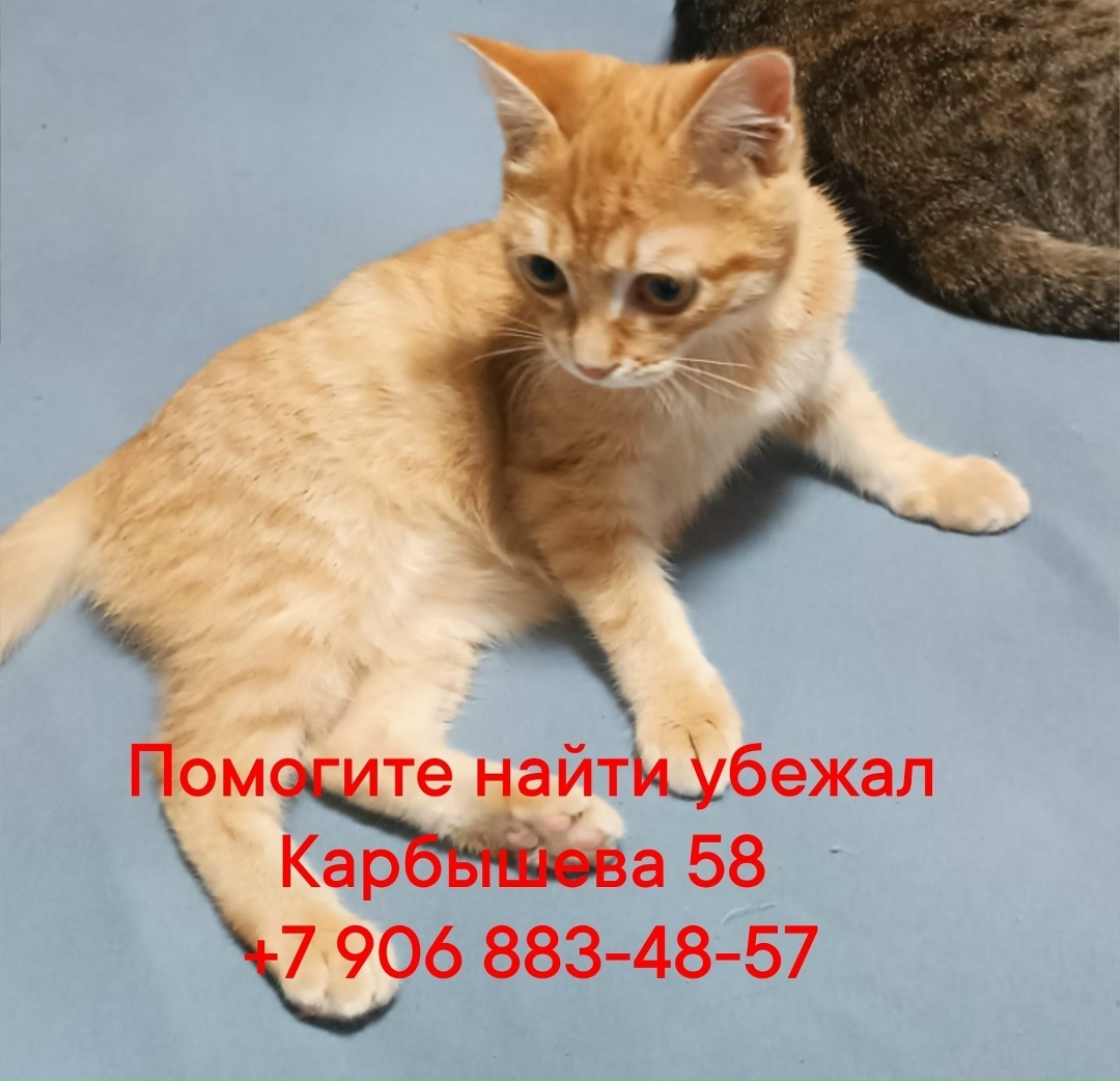 Пропала кошка в Кургане — фото объявления