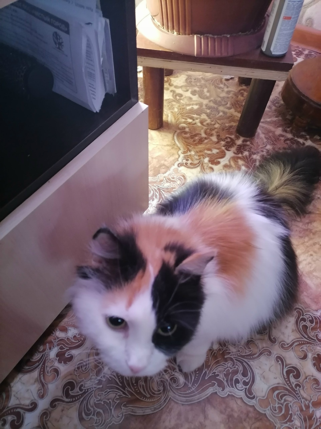 Пропала кошка в Кургане — фото объявления