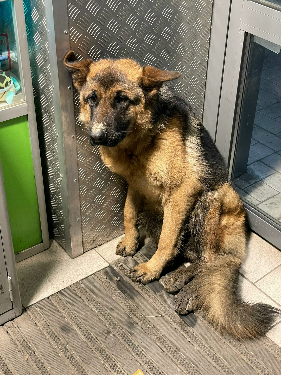 Пропала собака в Кургане — фото объявления