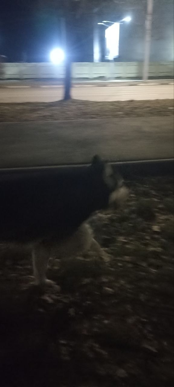 Найдена собака в Кургане — фото объявления