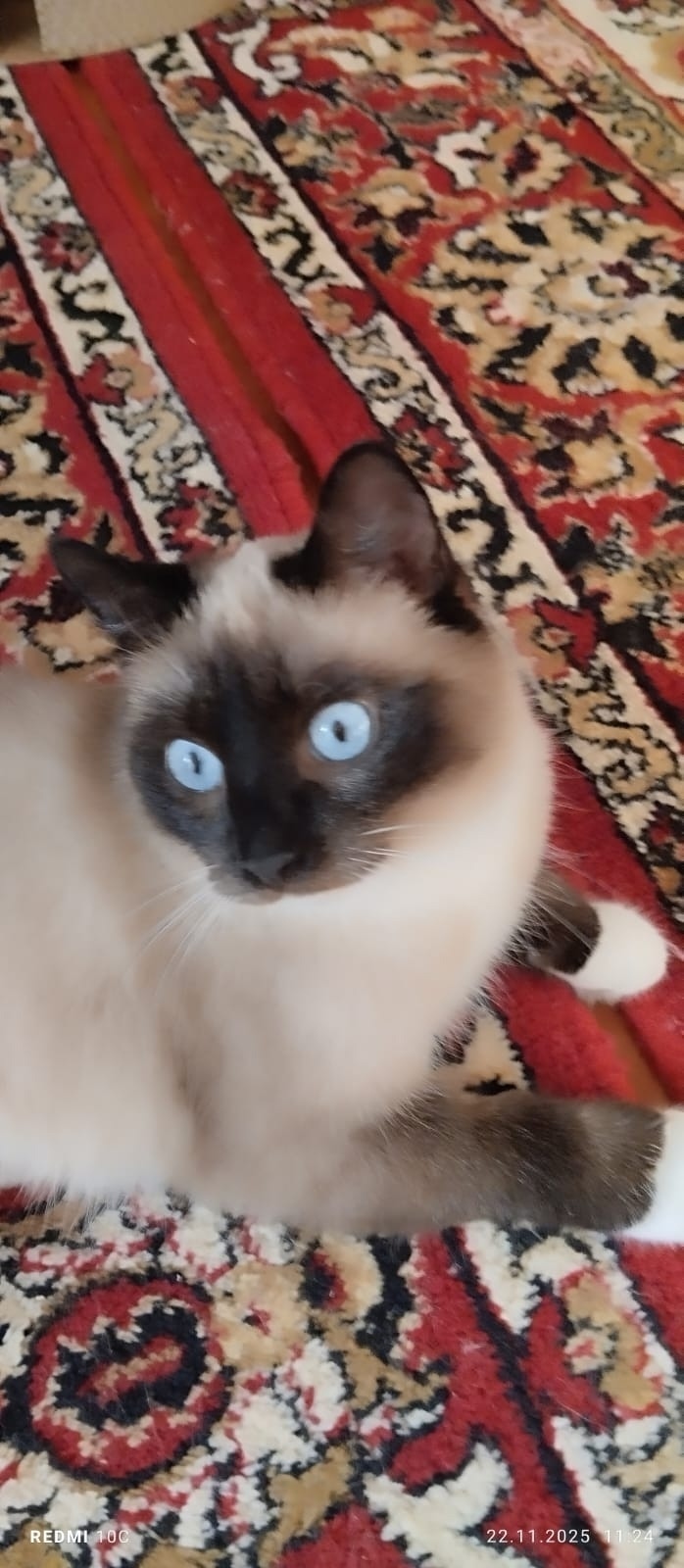 Найдена кошка в Кургане — фото объявления