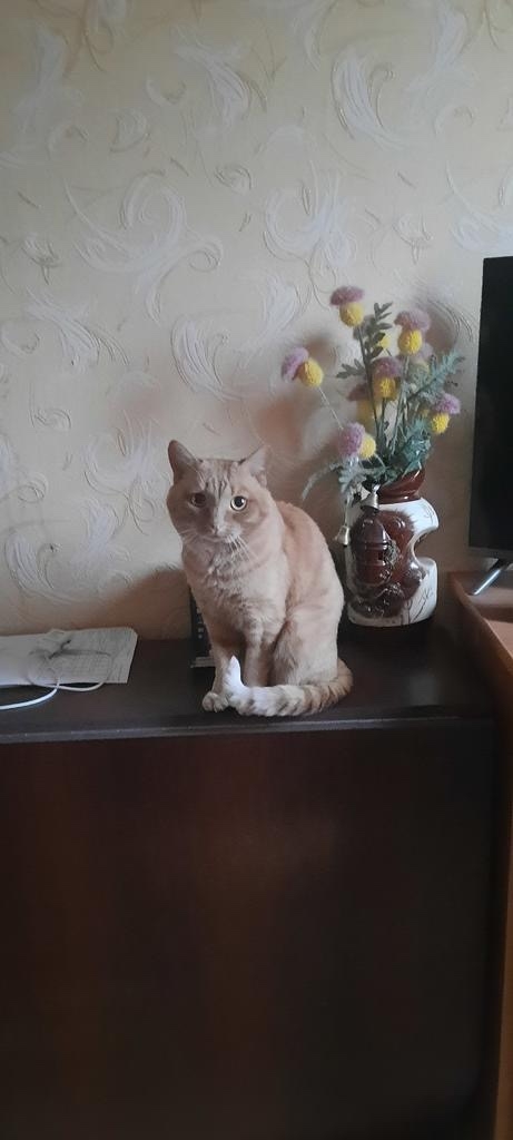 Пропала кошка в Кургане — фото объявления