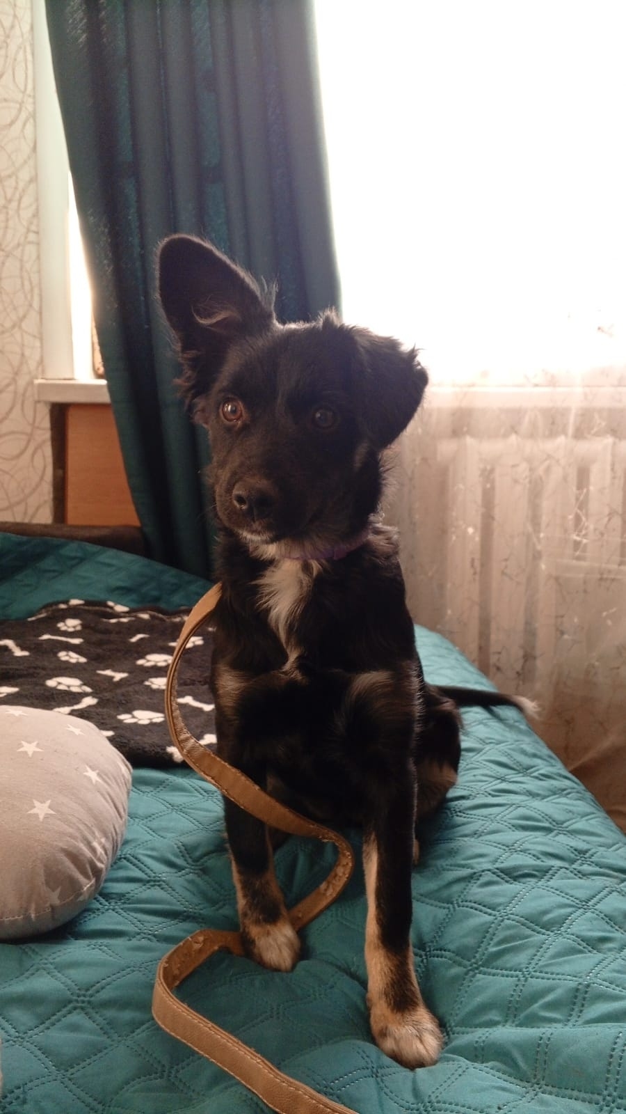 Пропала собака в Кургане — фото объявления