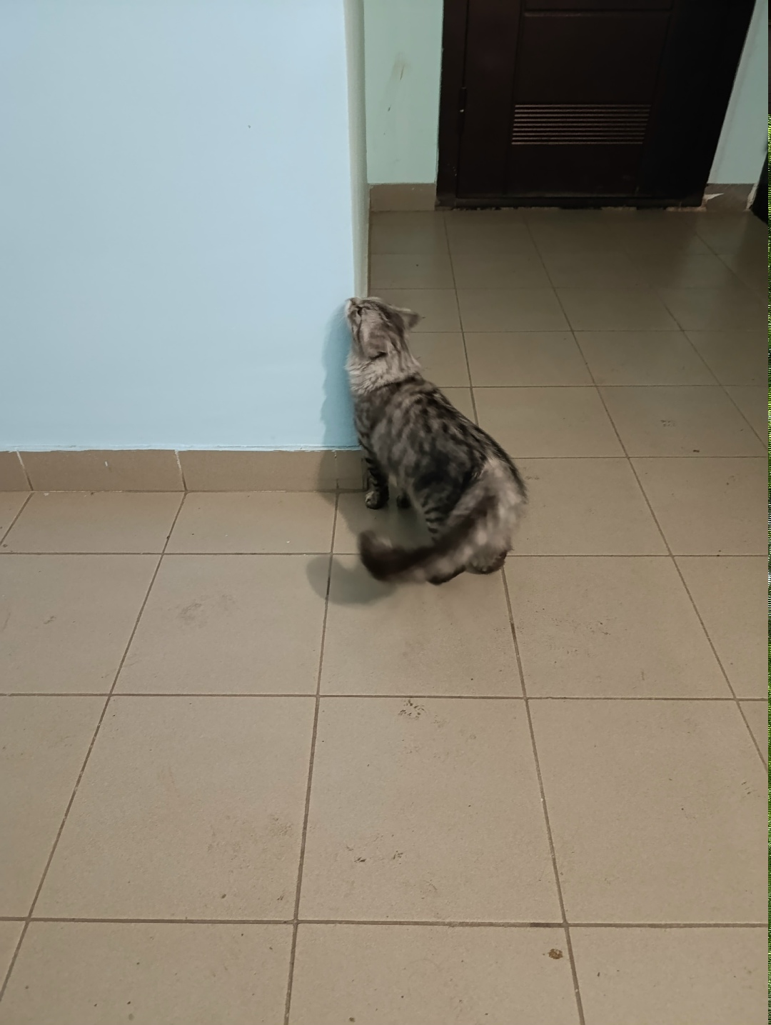 Найдена кошка в Кургане — фото объявления