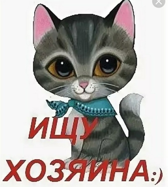 Найдена кошка в Кургане — фото объявления