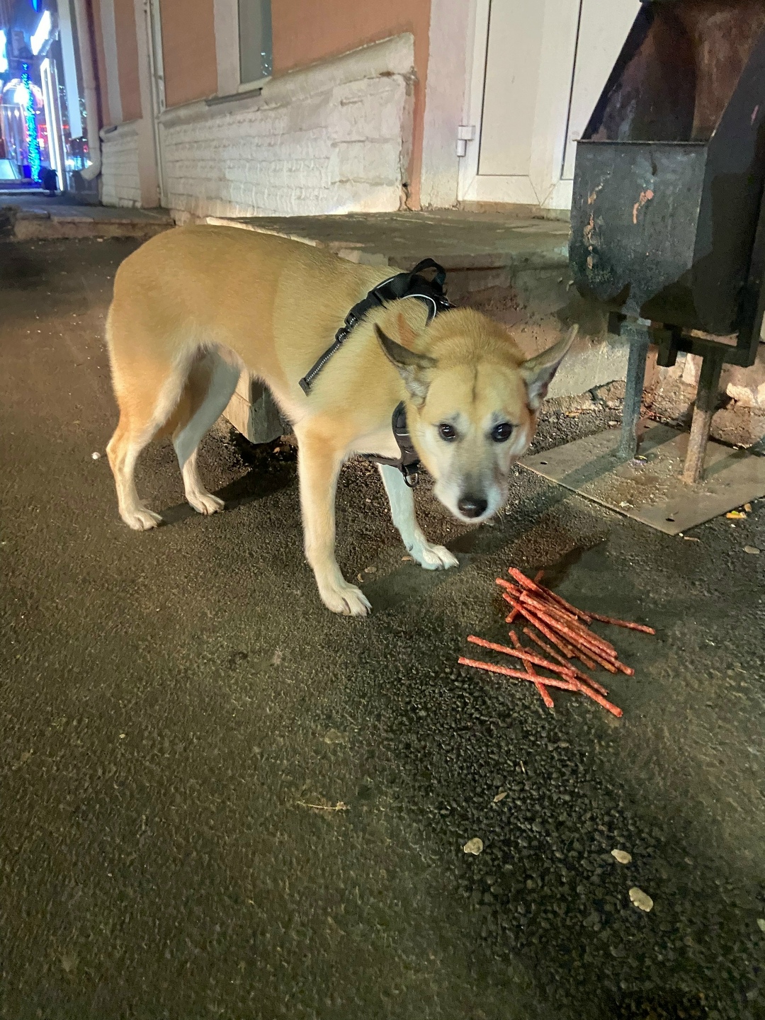 Пропала собака в Кургане — фото объявления