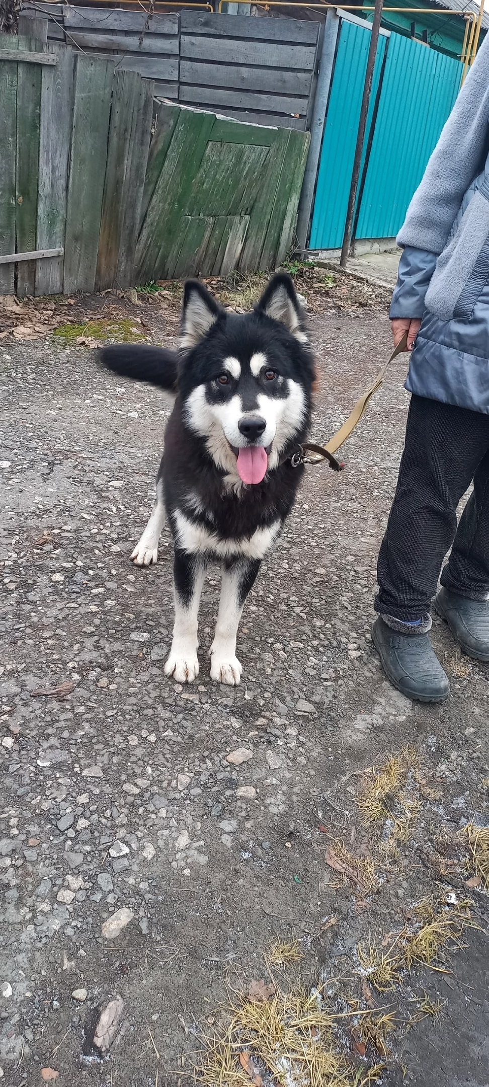 Найдена собака в Кургане — фото объявления