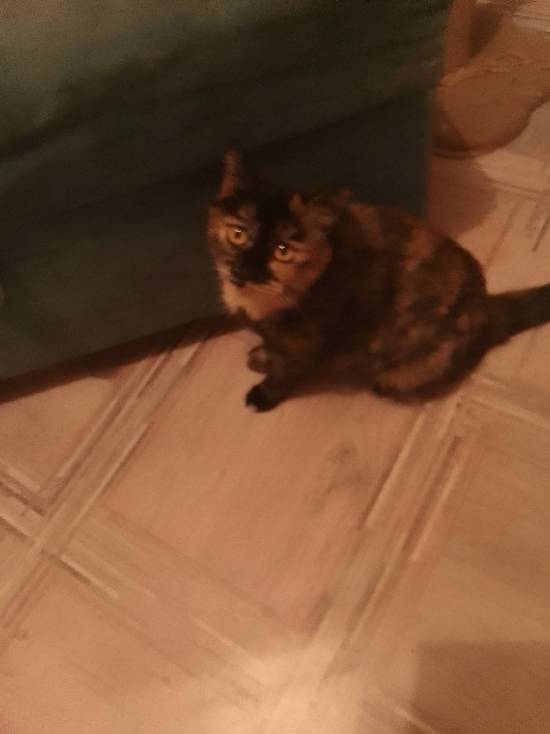 Пропала кошка в Кургане — фото объявления