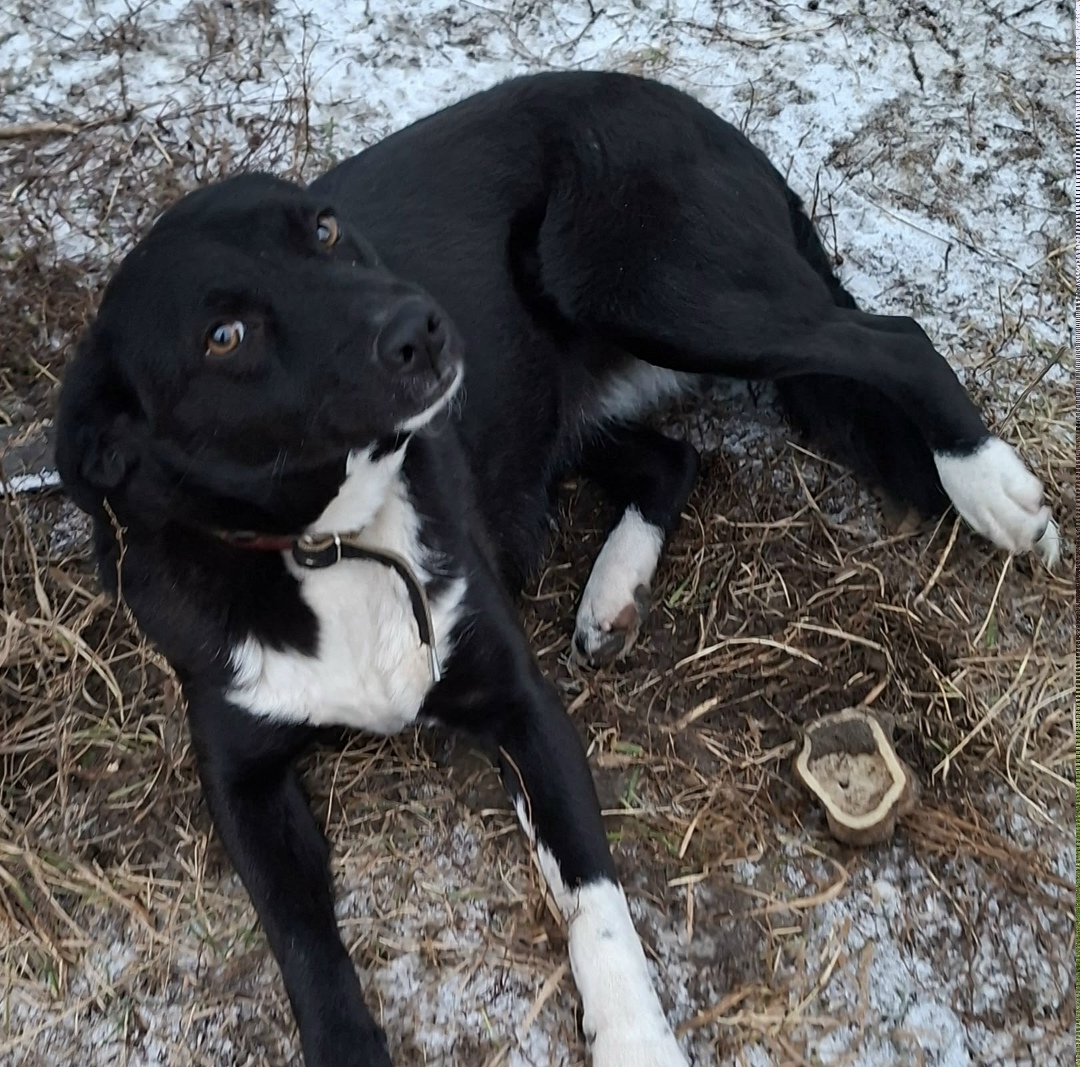 Пропала собака в Кургане — фото объявления