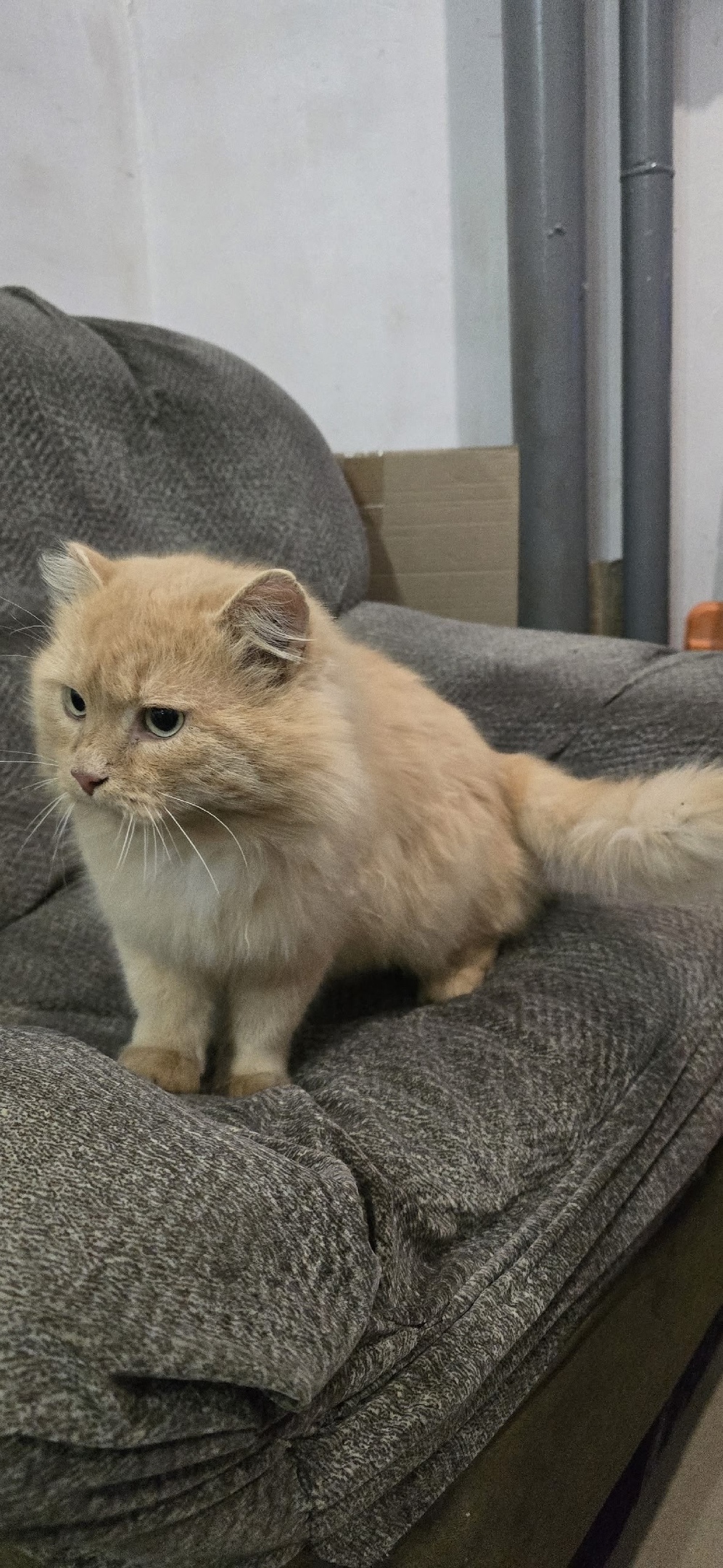 Найдена кошка в Кургане — фото объявления