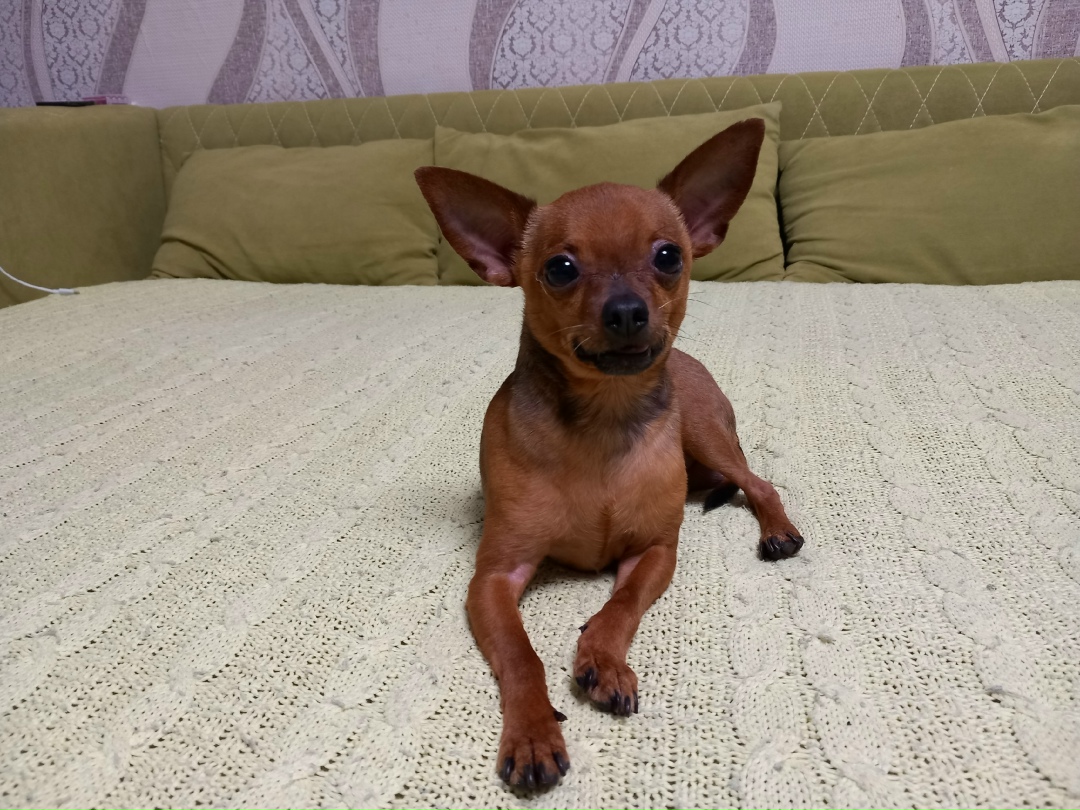 Найдена собака в Кургане — фото объявления