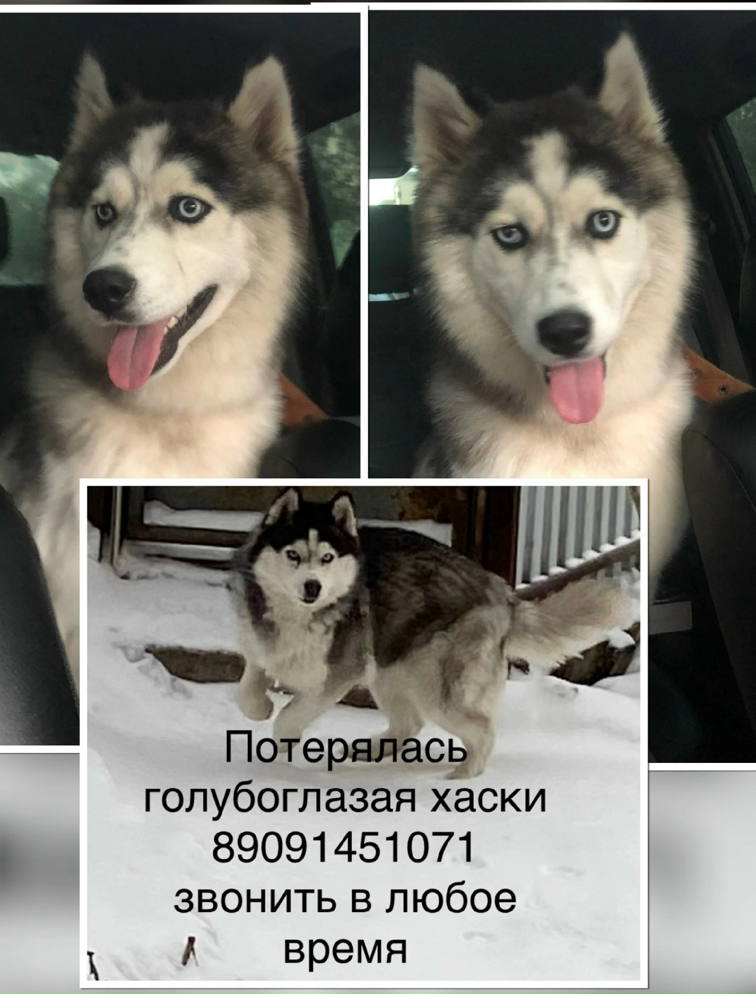 Пропала собака в Кургане — фото объявления
