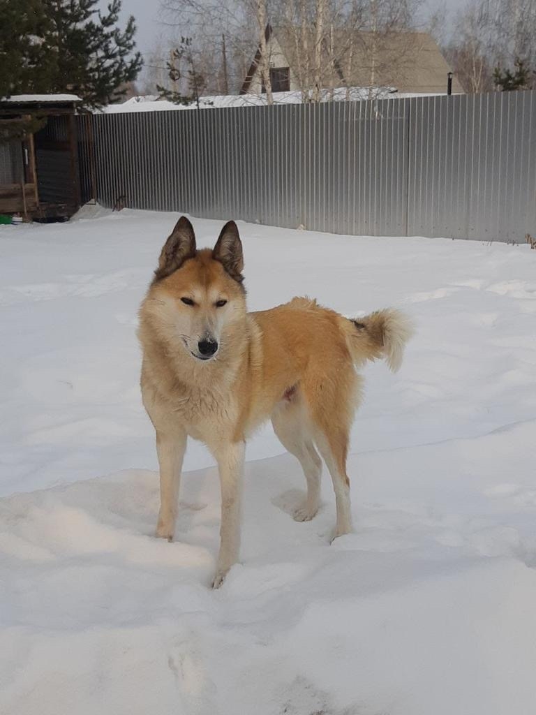 Пропала собака в Кургане — фото объявления