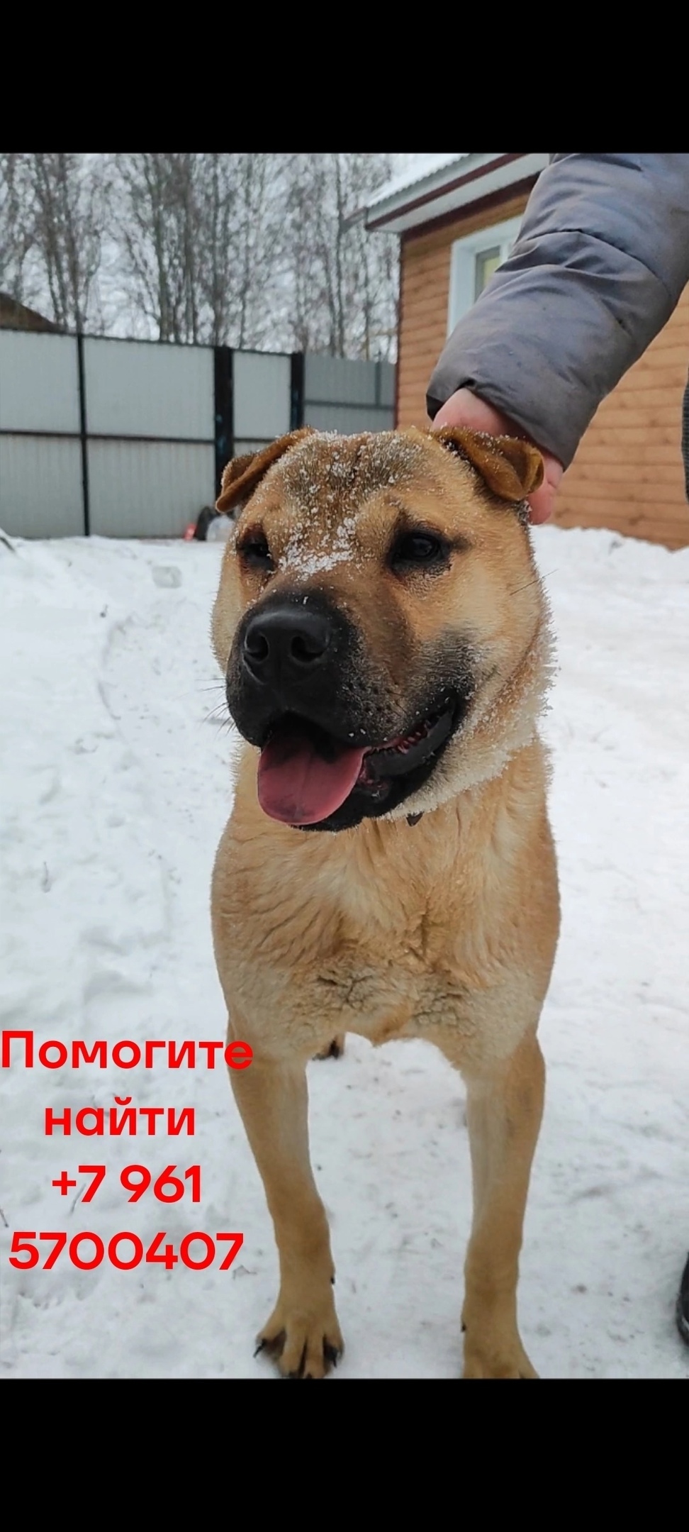 Пропала собака в Кургане — фото объявления