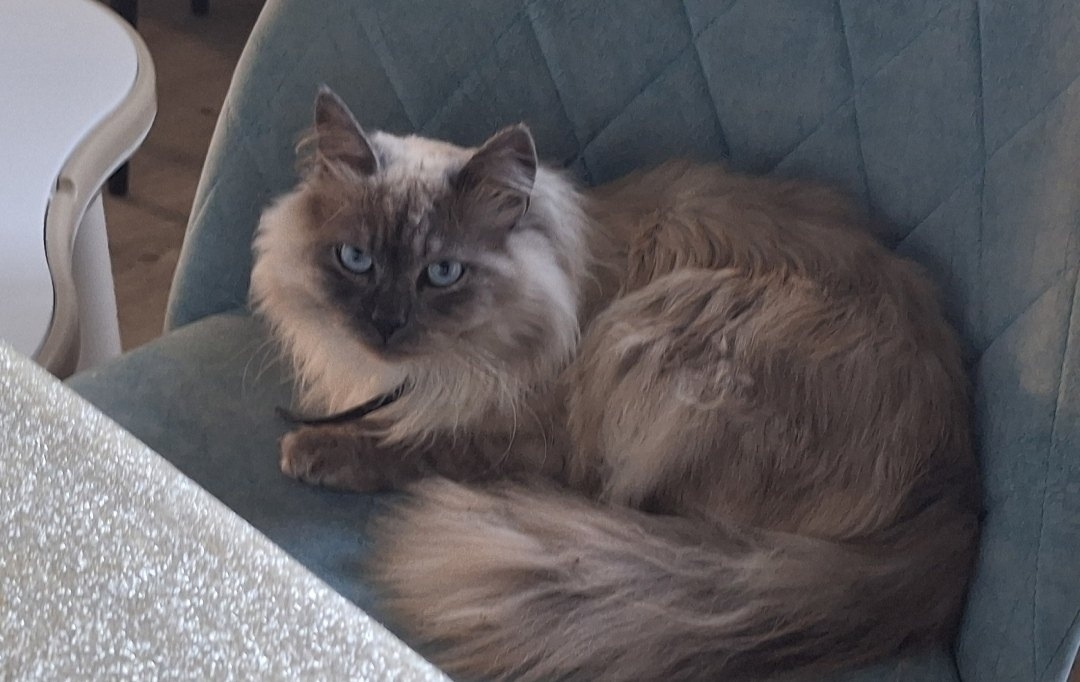 Пропала собака в Кургане — фото объявления