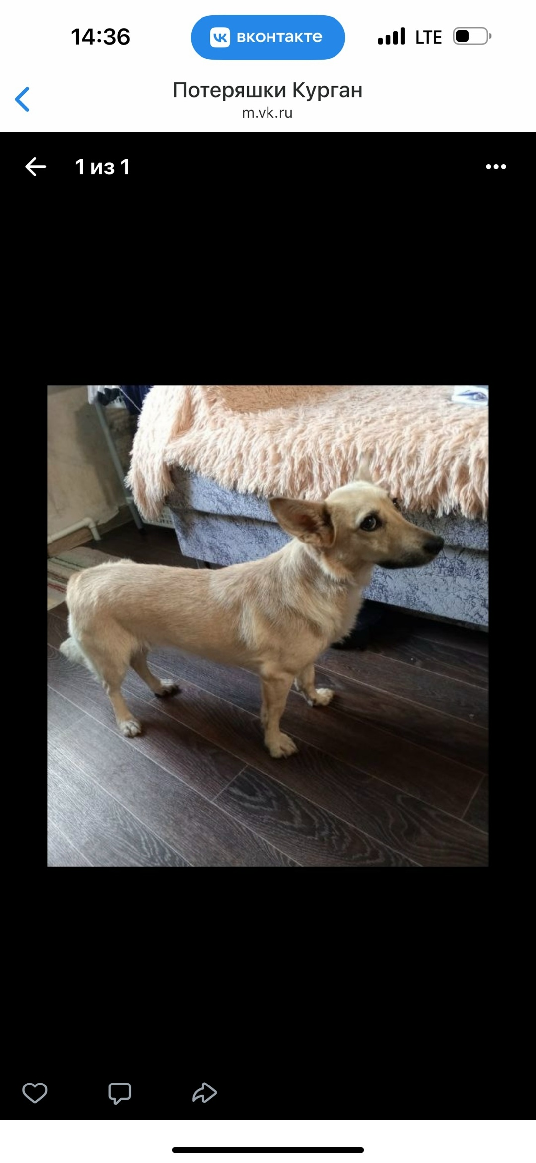 Пропала собака в Кургане — фото объявления