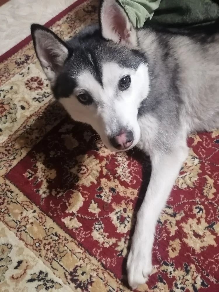 Найдена собака в Кургане — фото объявления