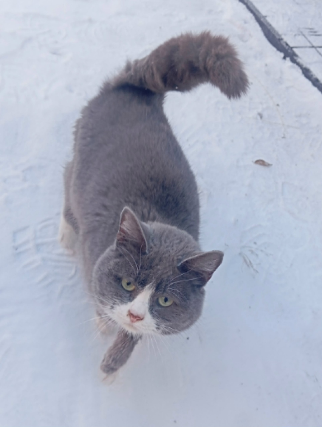 Пропала кошка в Кургане — фото объявления