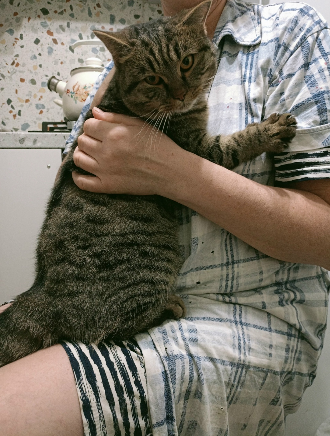 Найдена кошка в Кургане — фото объявления