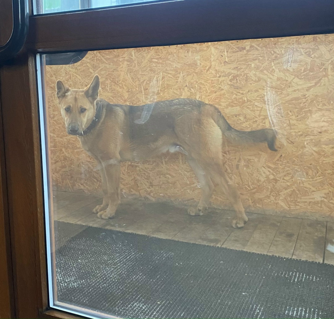 Пропала собака в Кургане — фото объявления