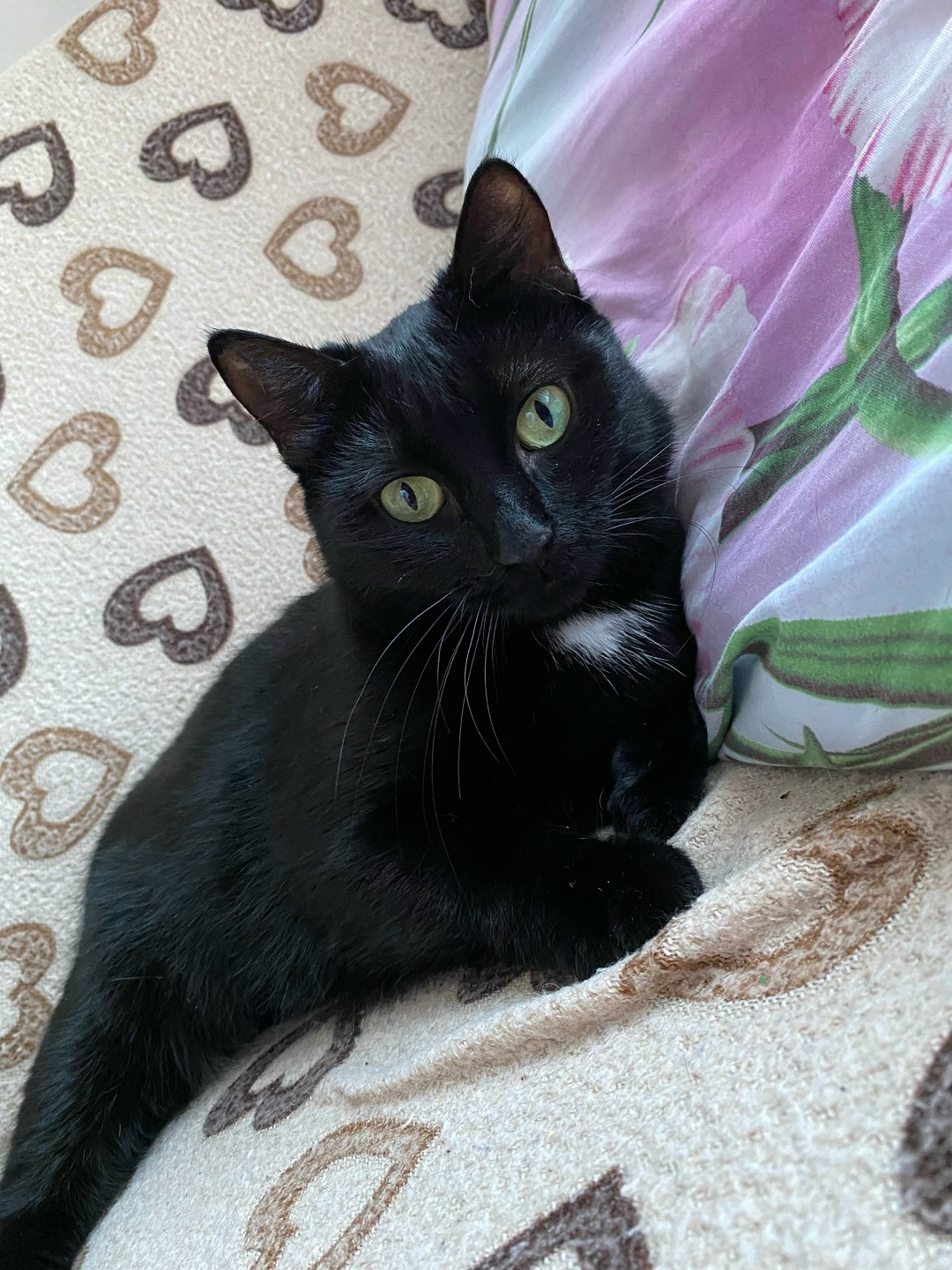 Найдена кошка в Кургане — фото объявления