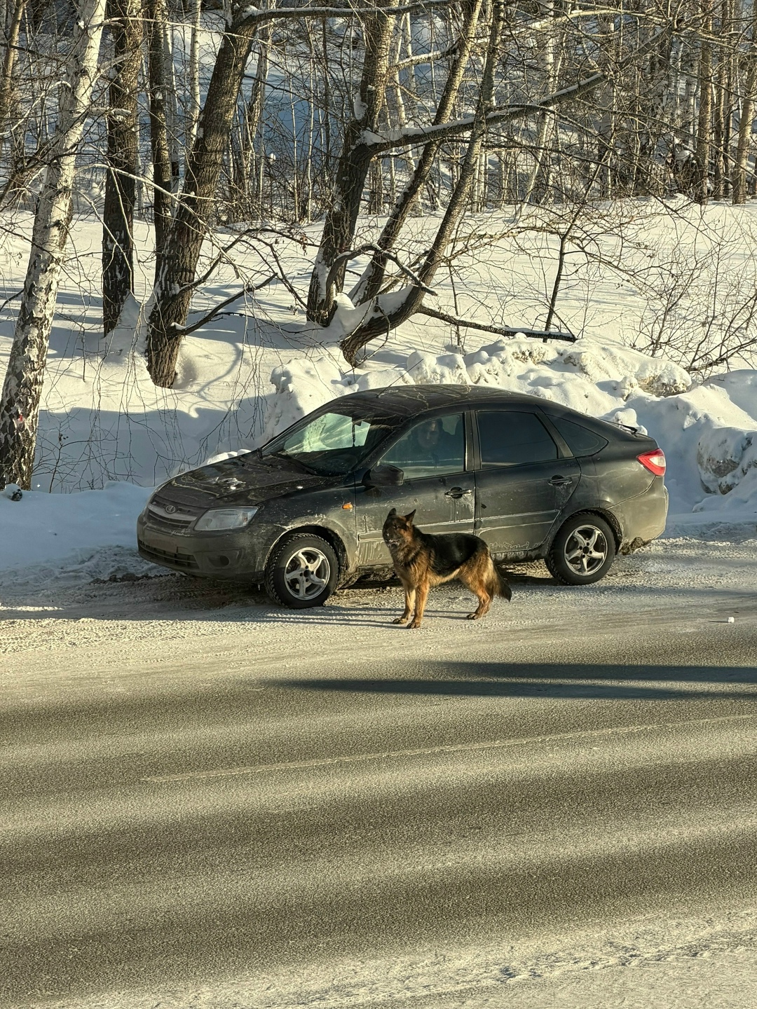 Пропала собака в Кургане — фото объявления