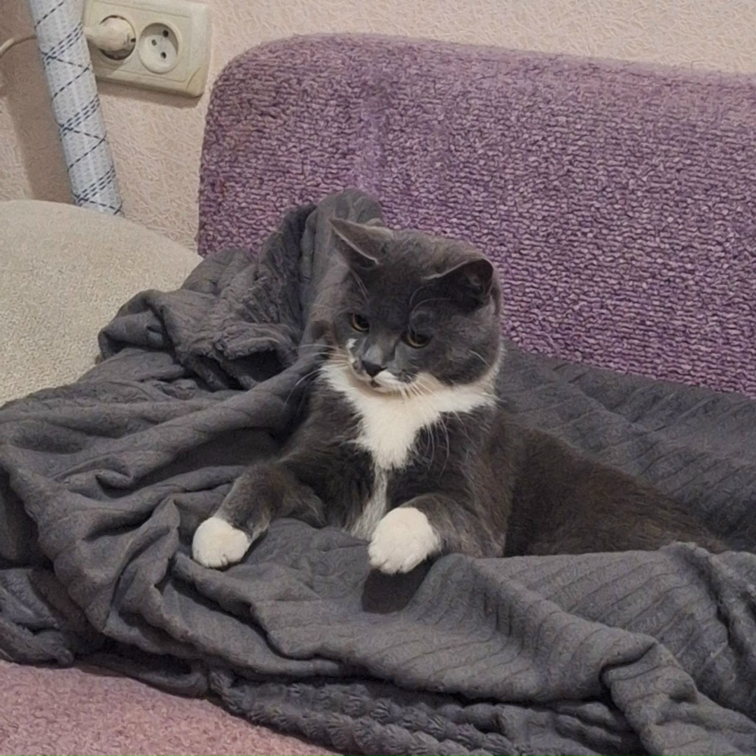 Найдена кошка в Кургане — фото объявления