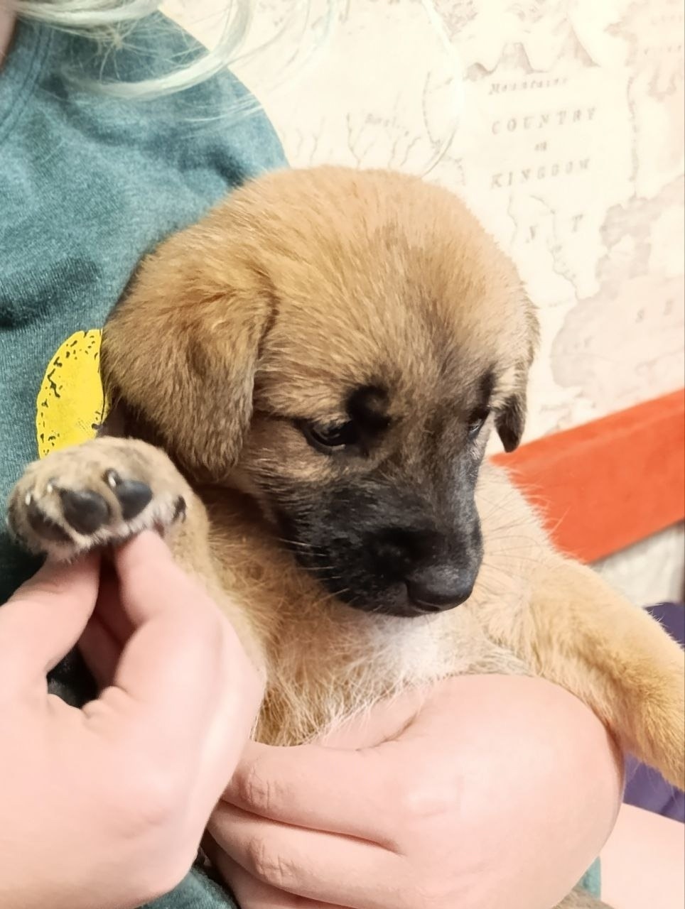 Найдена собака в Кургане — фото объявления