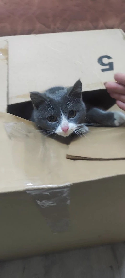 Найдена кошка в Кургане — фото объявления