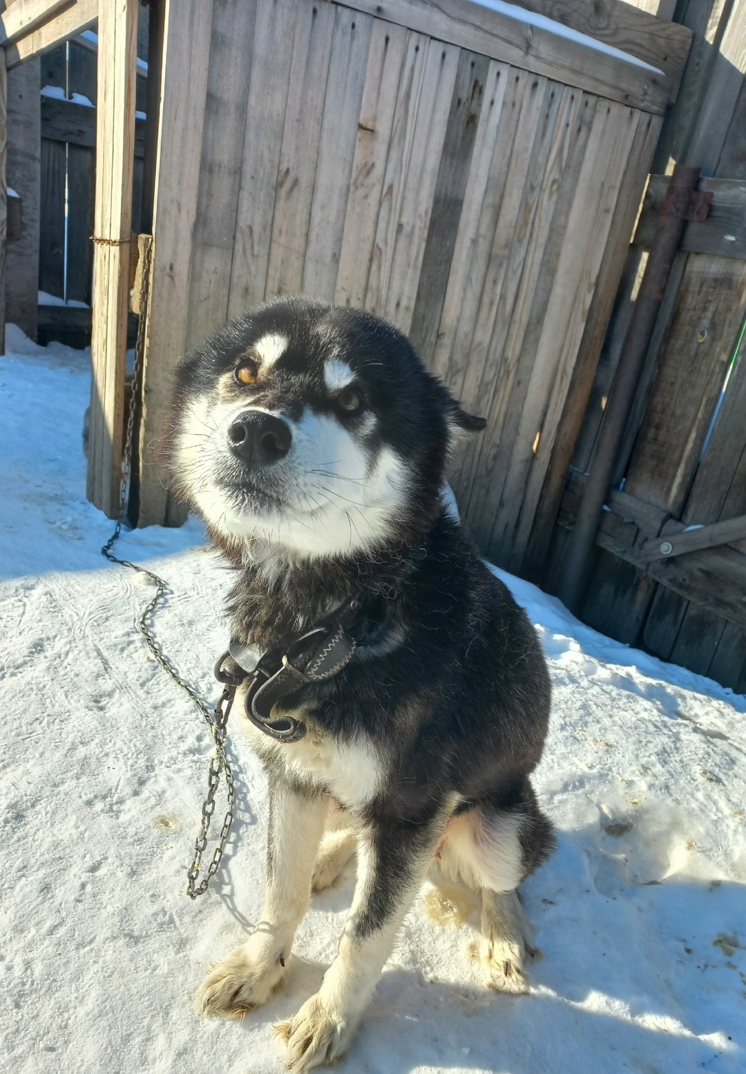 Пропала собака в Кургане — фото объявления