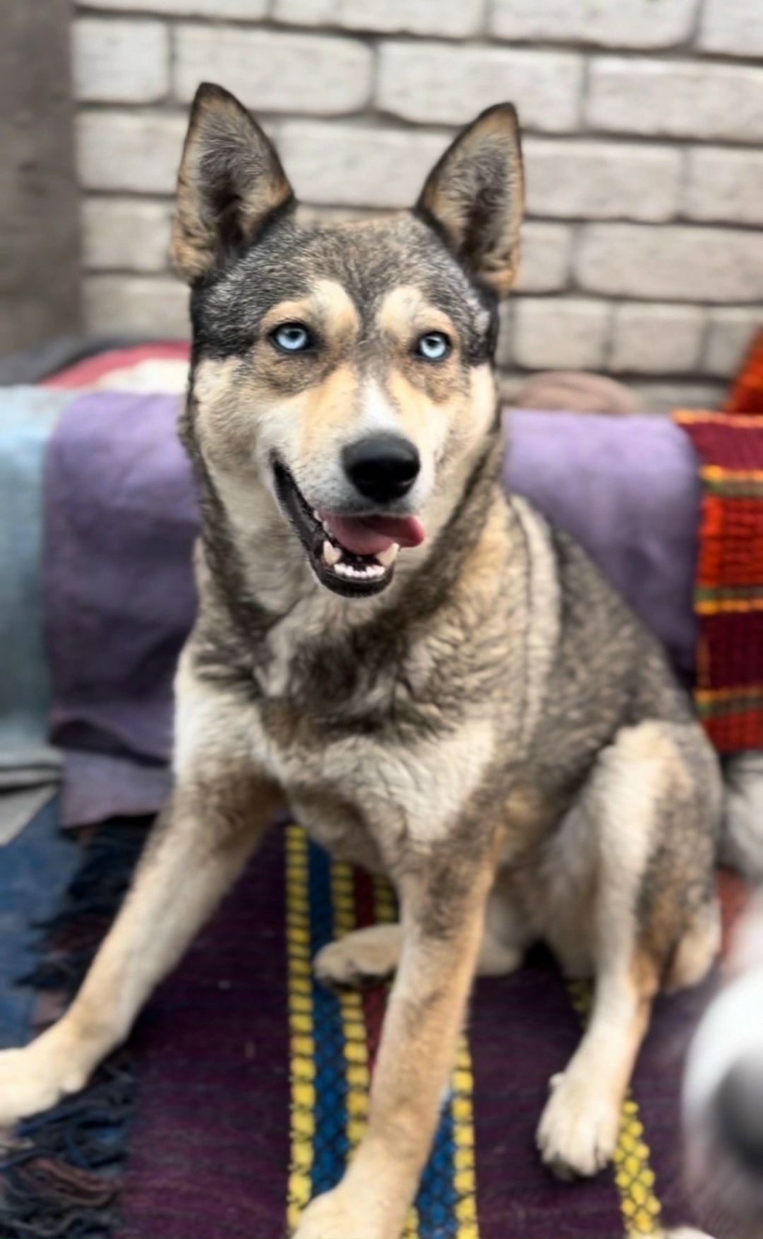 Пропала собака в Кургане — фото объявления