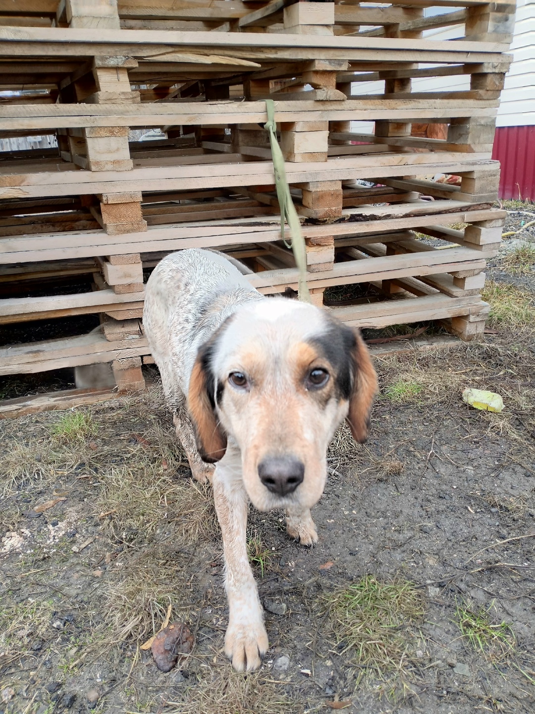Пропала собака в Кургане — фото объявления