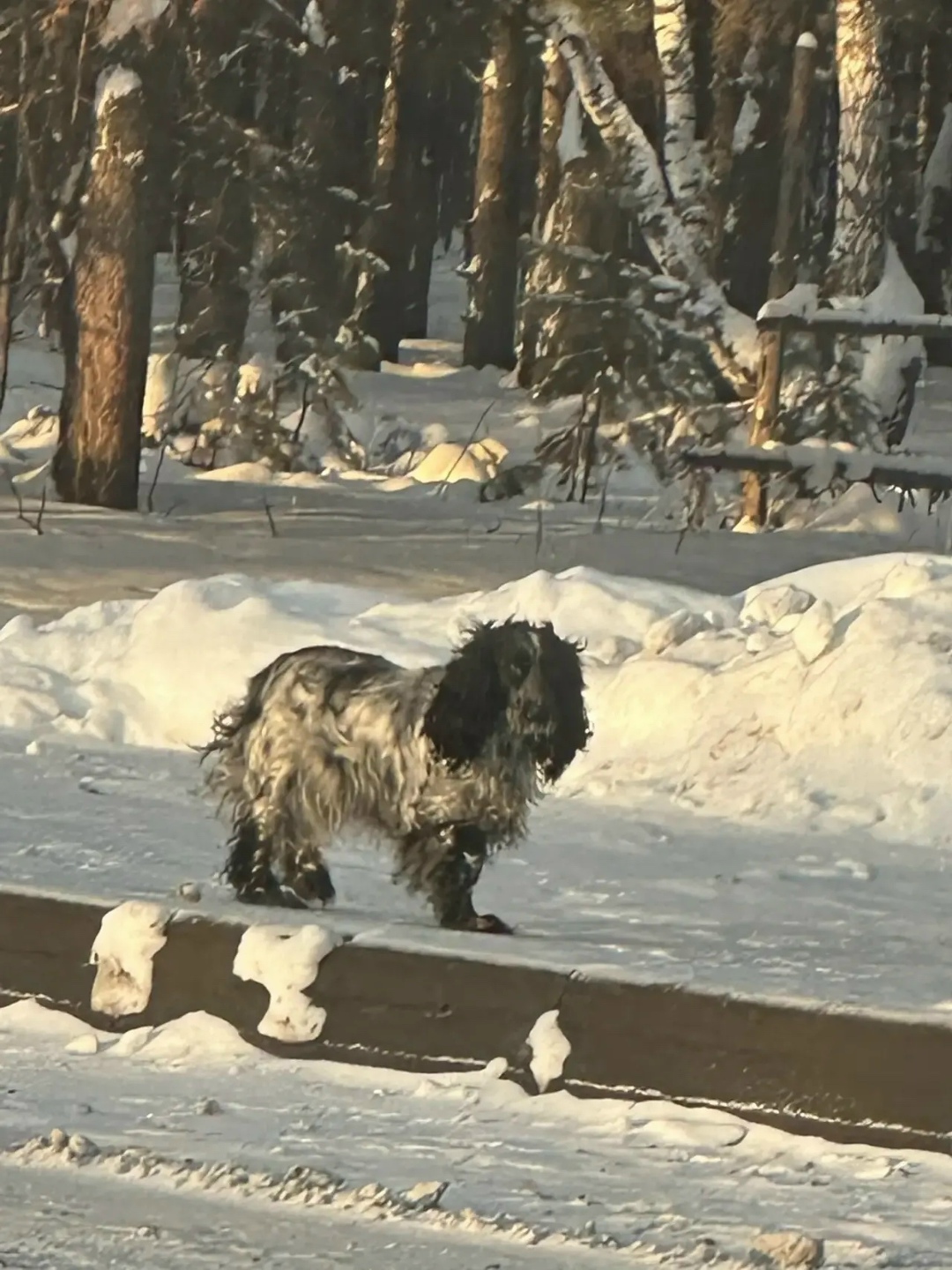 Пропала собака в Кургане — фото объявления