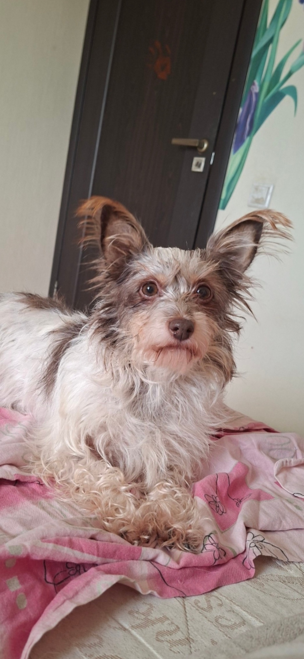 Найдена собака в Кургане — фото объявления