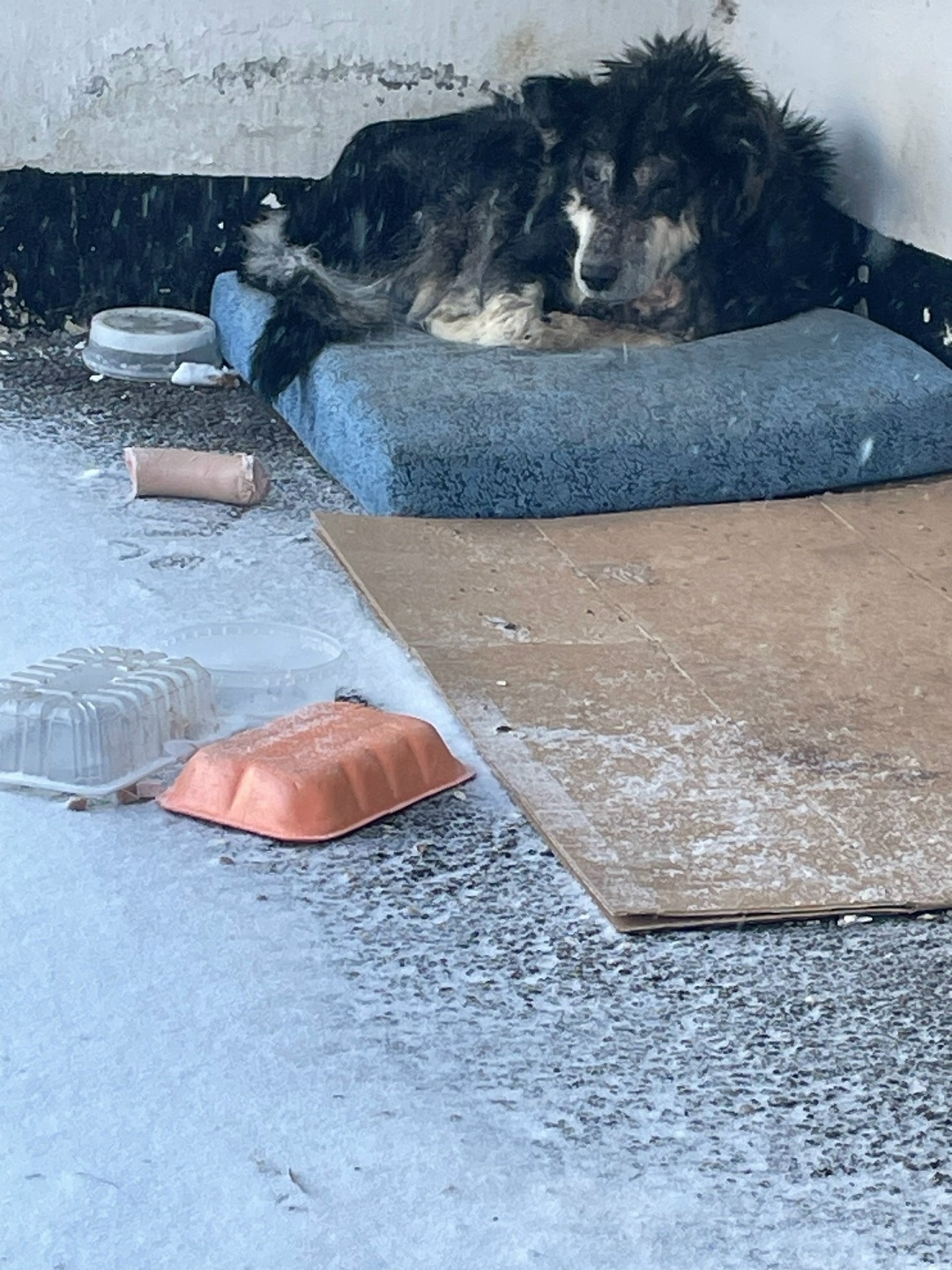 Пропала собака в Кургане — фото объявления