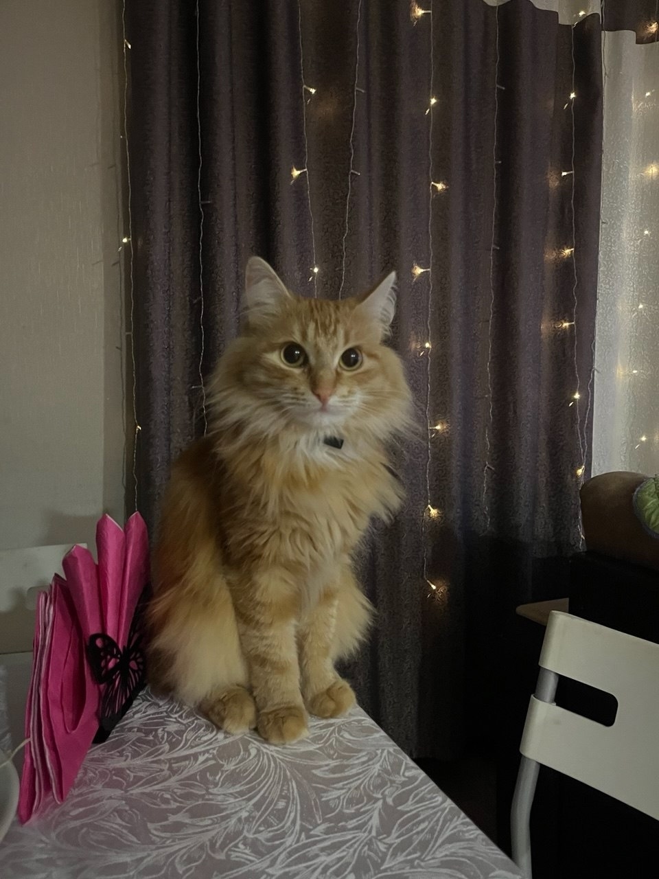 Пропала кошка в Кургане — фото объявления