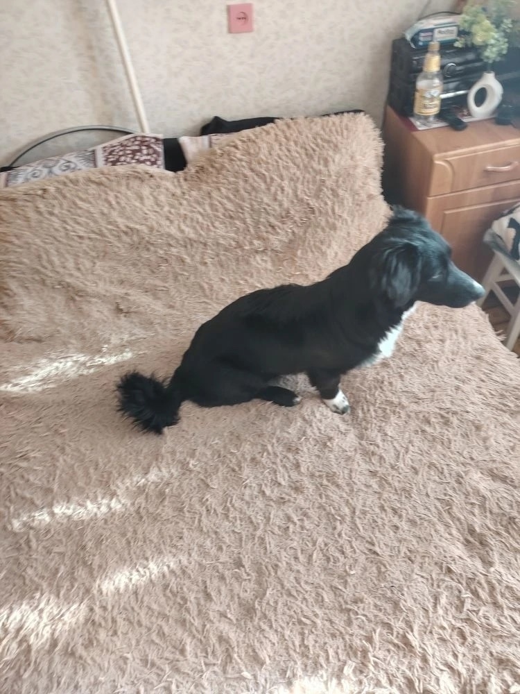 Пропала собака в Кургане — фото объявления